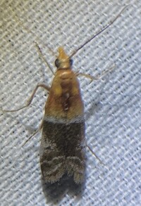 Moodna pallidostrinella