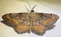 Hypagyrtis esther
