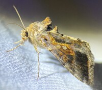 Chrysodeixis includens