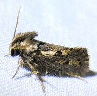 Acrolophus popeanella