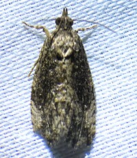 Gymnandrosoma punctidiscanum