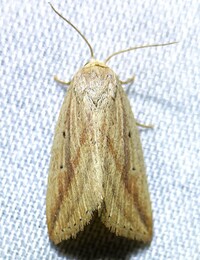 Amolita fessa