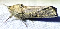Schizura ipomaeae