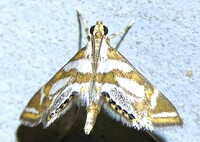 Chrysendeton medicinalis