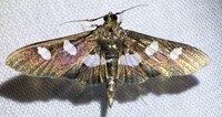 Desmia funeralis
