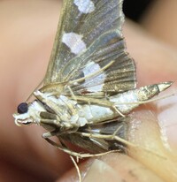 Desmia funeralis
