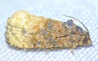 Ecdytolopha mana