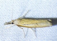 Fissicrambus mutabilis