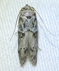 Blastobasis glandulella