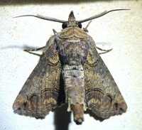 Paectes abrostoloides