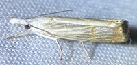 Parapediasia decorellus