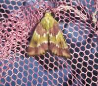 Schinia sanguinea