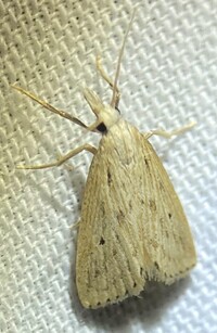 Diatraea lisetta
