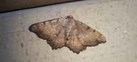 Macaria transitaria