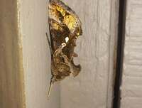 Chrysodeixis includens