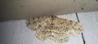 Melanolophia canadaria