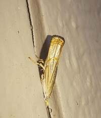 Parapediasia decorellus