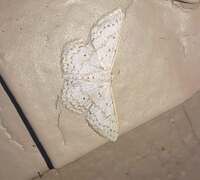 Idaea tacturata
