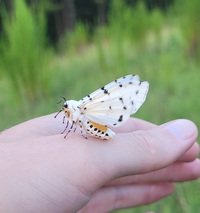 Estigmene acrea