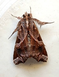 Callopistria floridensis