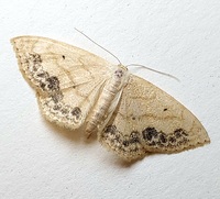 Scopula limboundata
