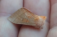 Nadata gibbosa