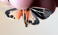 Apantesis phalerata