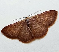 Leptostales pannaria