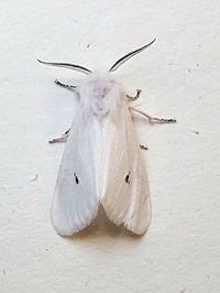Spilosoma congrua