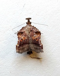 Clydonopteron sacculana