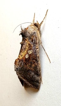 Chrysodeixis includens