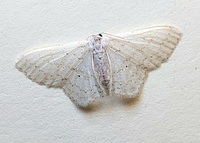 Idaea tacturata