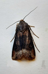 Agrotis ipsilon