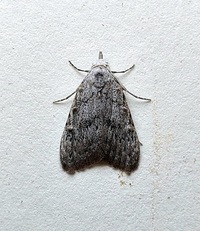 Nola clethrae
