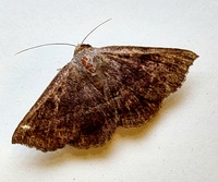 Lesmone detrahens