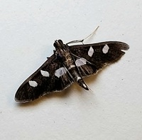 Desmia maculalis