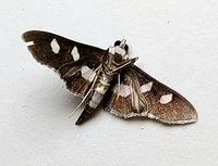 Desmia maculalis