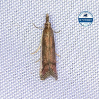 Atascosa glareosella