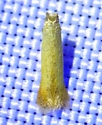 Coptotriche unidentified species