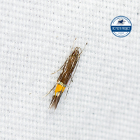 Cosmopterix unidentified species