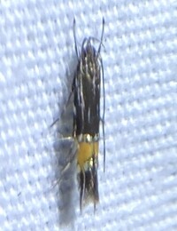 Cosmopterix unidentified species