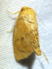 Tortricidia flexuosa of authors