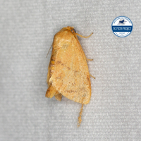 Tortricidia flexuosa of authors