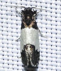 Kearfottia albifasciella