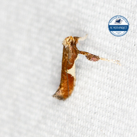 Caloptilia stigmatella