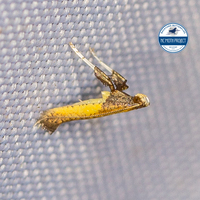 Caloptilia azaleella