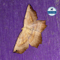 Euchlaena obtusaria