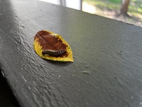 Oedemasia concinna