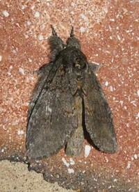 Peridea angulosa