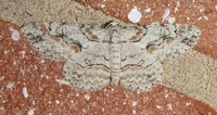 Iridopsis defectaria